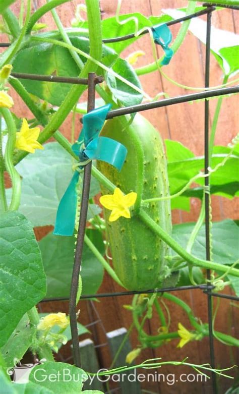 Do Cucumbers Need To Be On A Trellis