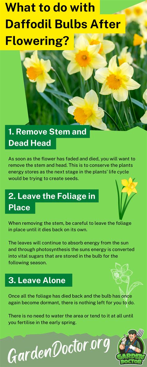 Do Daffodil Bulbs Keep