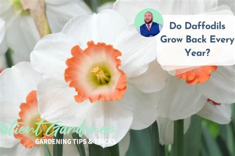 Do Daffodils Grow Every Year