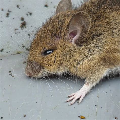 Do Dead Mice Cause Flies