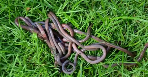 Do Dead Worms Work For Fishing