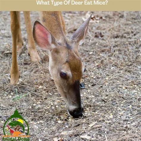 do deer eat mice