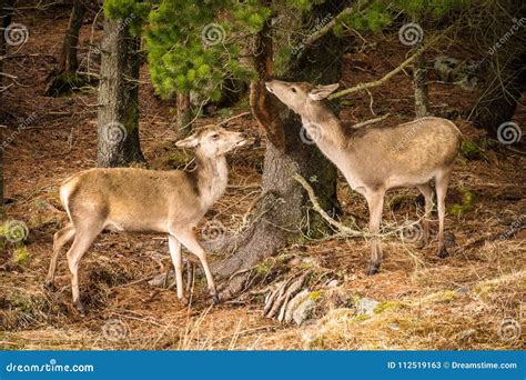 do deer eat tree bark