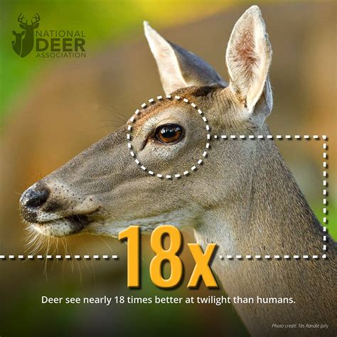 Do Deer Like Light