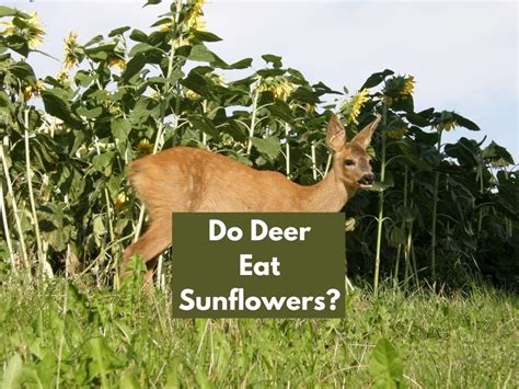 Do Deer Like Sunflowers