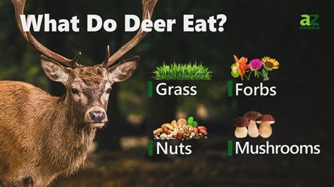 Do Deer Like Vegetables