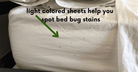 Do Dirty Sheets Cause Bed Bugs