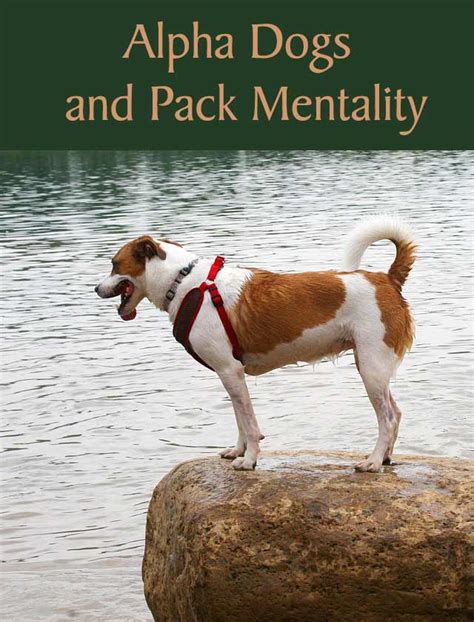 Do Dog Packs Have Alphas