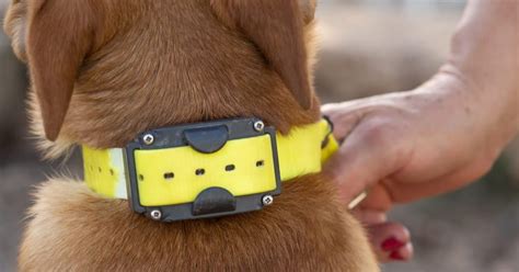 Do Dog Zap Collars Work