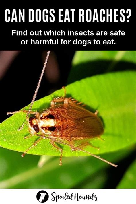 Do Dogs Bring Roaches