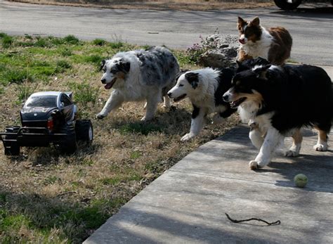 Do Dogs Chase Cars