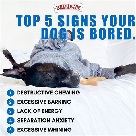 do dogs get bored of doing nothing