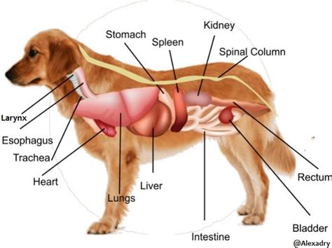 do dogs have a appendix