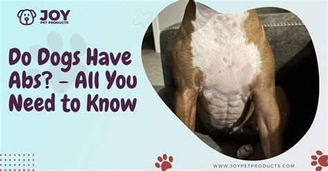 do dogs have abs