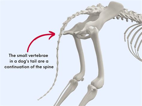 do dogs have bones in tail