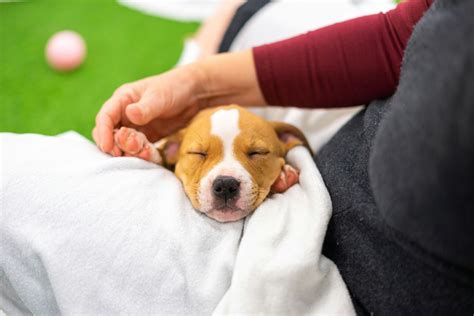 Do Dogs Have Compassion