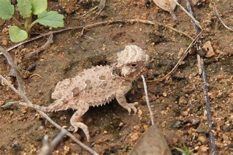 Do Dogs Kill Lizards