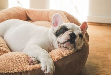 Do Dogs Like Big Beds