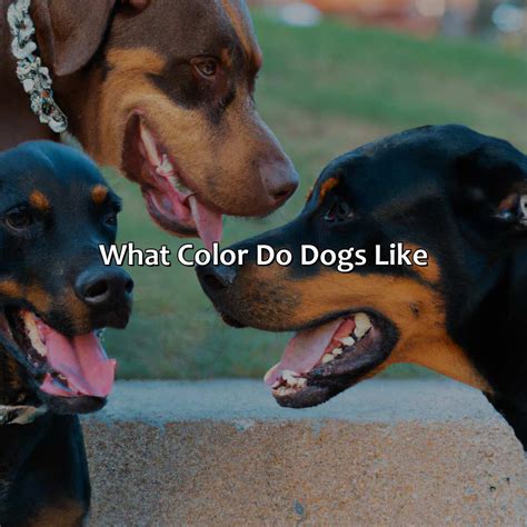 Do Dogs Like Jasmine