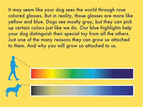 Do Dogs Prefer Certain Colors