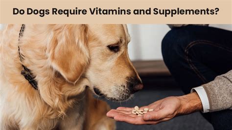Do Dogs Take Vitamins
