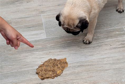 Do Dogs Throw Up When Nervous