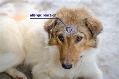 Do Dogs With Dry Skin Shed More
