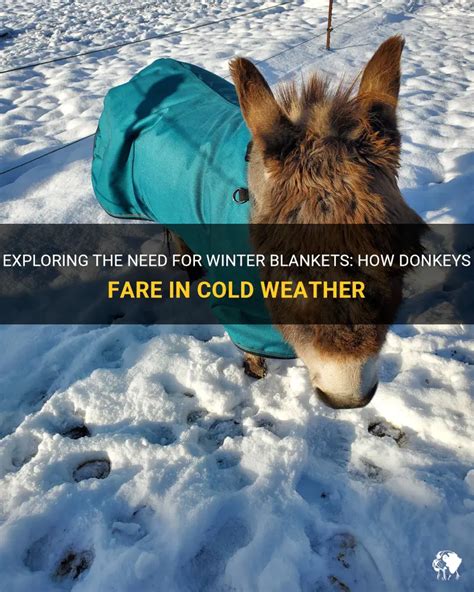 Do Donkeys Need Blankets