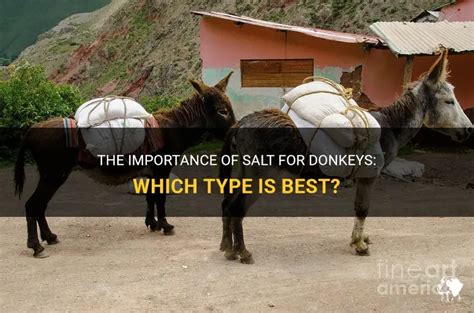 Do Donkeys Need Salt Licks