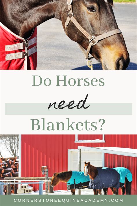 Do Draft Horses Need Blankets