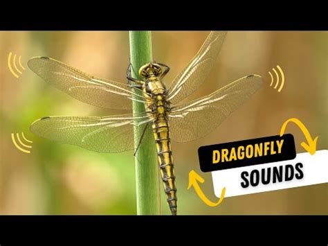 Do Dragonflies Make Sounds