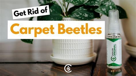 Do Dryer Sheets Repel Carpet Beetles