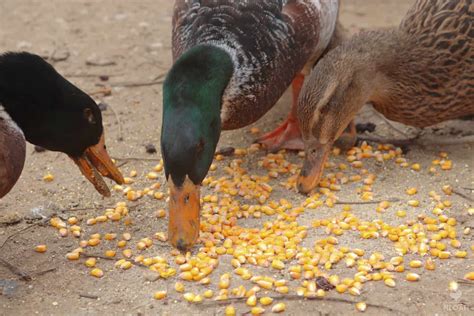Do Ducks Eat Mixed Corn