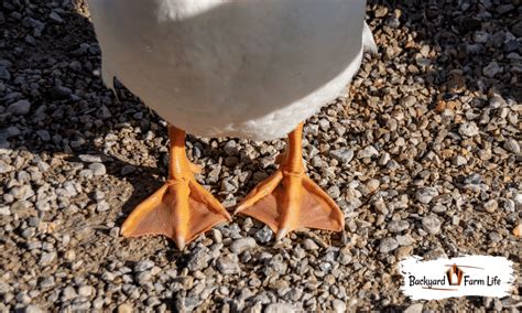 do ducks have claws