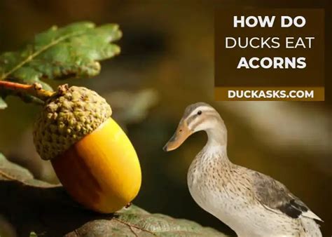 Do Ducks Like Acorns