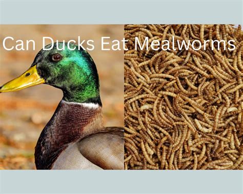 Do Ducks Like Mealworms