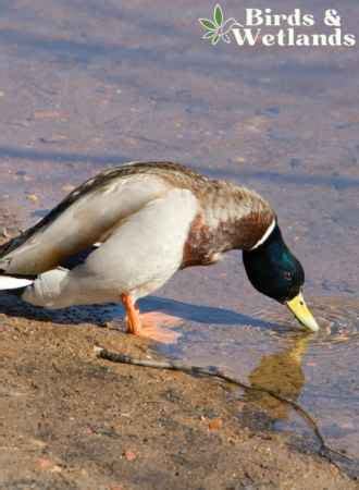 Do Ducks Need Constant Water