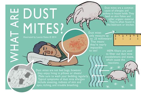 Do Dust Mites Cause Bed Bugs