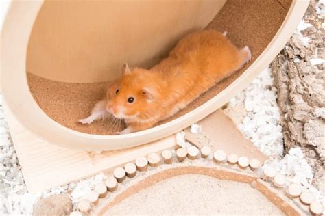 Do Dwarf Hamsters Need A Wheel