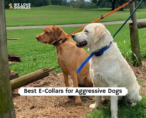 Do E Collars Work For Aggressive Dogs