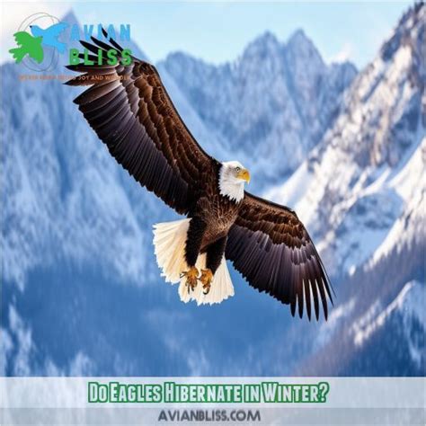 Do American Bald Eagles Hibernate in the Winter Months?