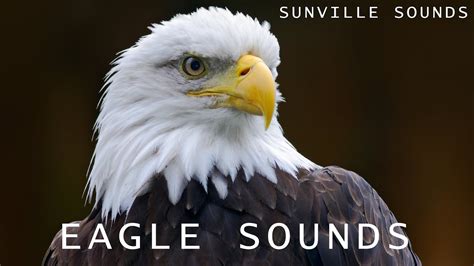 do eagles make sounds