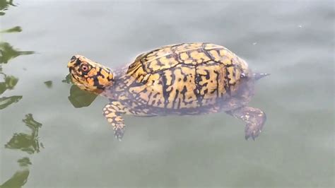 do eastern box turtles swim
