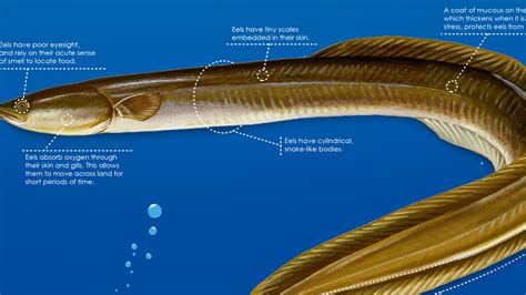 do eels have scales