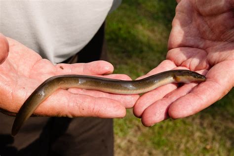 do eels live in freshwater