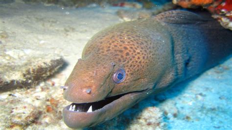 do eels live in the ocean