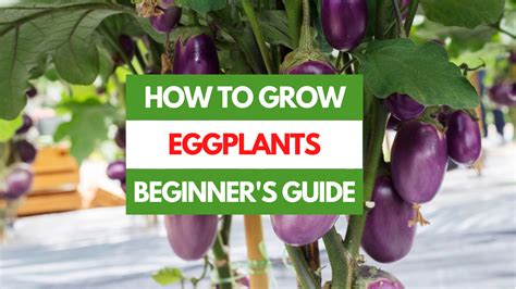 Do Eggplants Grow Fast
