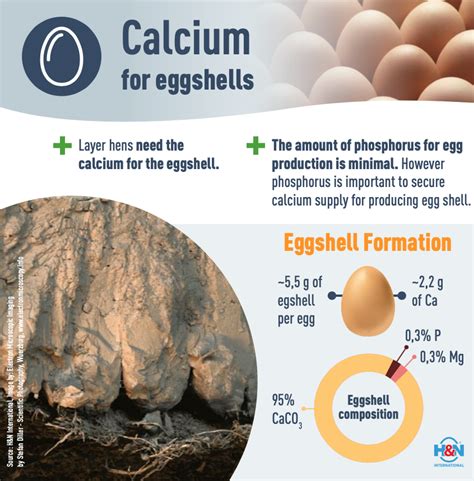 Do Eggs Calcium