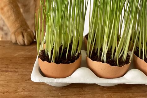 Do Eggshells Help Grass Grow