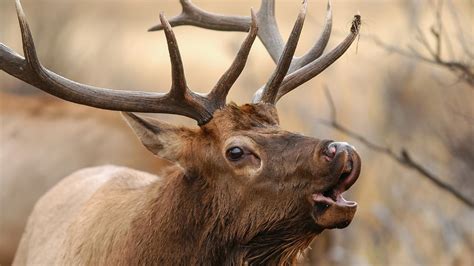 Do Elk Whistle